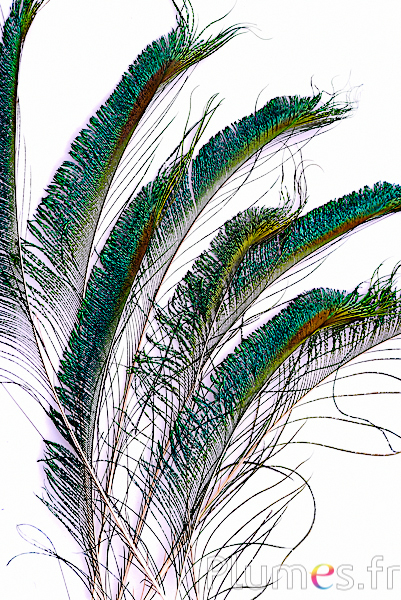 Paon bleu sabre - 25-30 cm - naturel